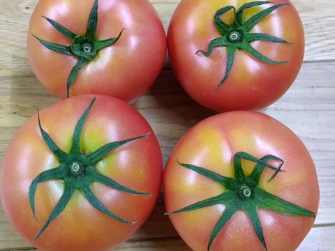 今が旬♪夏の王様トマト🍅赤熟もぎりの【麗月】8〜9玉詰め
