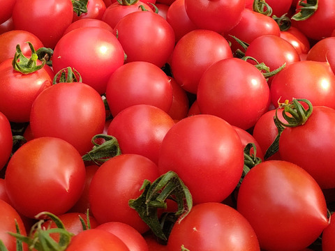 【毎日のサラダやお弁当に】甘すぎず、後味すっきり。果汁あふれる万能中玉トマト「フルティカ」１.７㎏箱