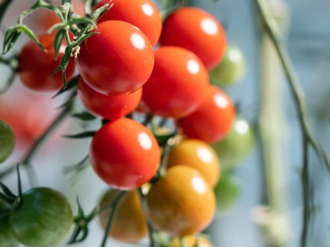【冷凍】冷ッヒヤで栄養濃縮🍅特別栽培「冷凍宮トマト」1ｋｇ