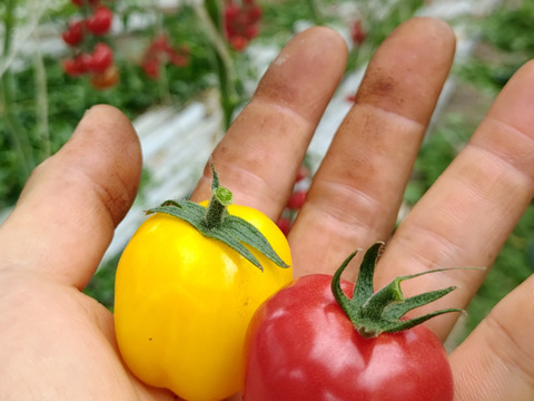 ミニトマト　プチぷよ　お買い得約1.4kg入り 野菜の宝石！【プチぷよとまと】（850g×2箱）1,7キロ：青森県産
