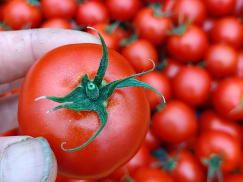 初めてご注文のお客様へ【初回限定】ぶるベジトマトのお試し！旬🍅の詰合せ♪（トマト３品種（大玉トマト抜き）＋朝モギきゅうり）