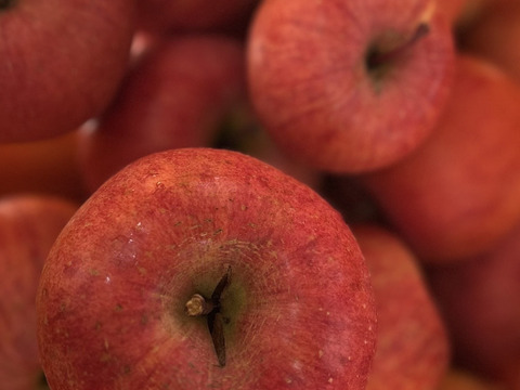 フードロスにご協力下さい‼️山形県産樹上完熟サンふじ【訳あり5キロ】