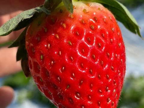 あま〜くてジューシー‼︎熊本県産いちごバラ詰め750g前後(ゆうべに)