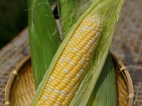 【ドルチェドリーム】朝どれ！生でもおいしいスイートコーン（10～13本/4kg）