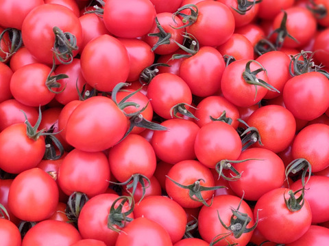 皮が柔らかくて食べやすい♪  優しい甘みの薄皮中玉とまと🍅【華小町】１.７kg箱