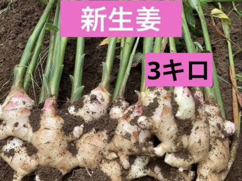 高知県産 朝採れ新生姜 3キロ：高知県産のその他薬味・スパイス｜食べ