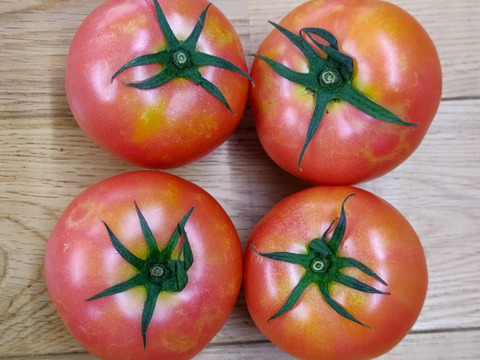 《クール便》 夏の王様トマト🍅赤熟もぎりの【麗月】８〜９玉詰め！＋ 朝もぎキュウリ🥒３本 ６０size箱 約１.６キロ （訳あり）小玉🍅１玉増量♪