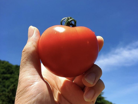 旨味凝縮 農家が作った とまとちっぷす 6袋 北海道産 無添加 無着色 北海道産 食べチョク 農家 漁師の産直ネット通販 旬の食材を生産者直送