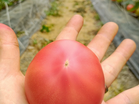初めてご注文のお客様へ【初回限定】ぶるベジトマトのお試し！春の詰合せ♪（とまと４品種＋朝モギきゅうり）