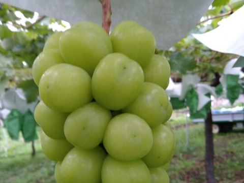 【超希少】牧丘天空の丘ブランド　シャインマスカットファミリーバラエティーセット