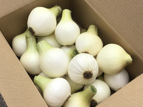 【自然栽培】シャキッ！トロッ！新玉ねぎ3kg