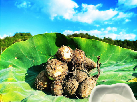 8【数量限定】農薬不使用の旨キャベツ！今だけの柔らかい春キャベツを是非！