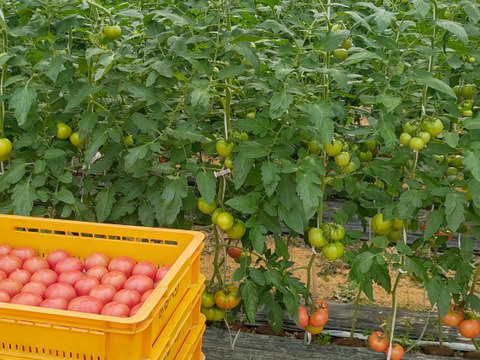 ５月だけ限定販売♪赤熟もぎりの【王様トマト】小玉の１８玉詰め！約１.８キロ箱