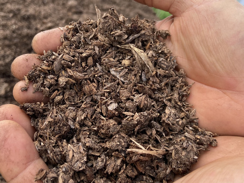 ご家庭用】シャインマスカット 粒売り（250g×4パック）：茨城県