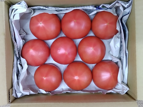 『クール便』夏の王様トマト🍅始まりました♪ 赤熟もぎりの【麗月】６０size箱 ８〜９玉詰め！約１.４キロ