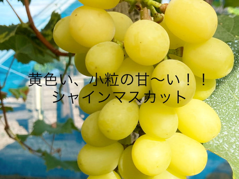 【黄色い小粒】シャインマスカット【完熟1kg】