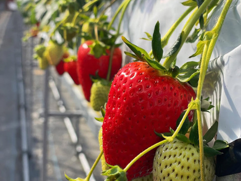 【お歳暮・ギフト用】奈良ブランド「古都華」L（18粒）×２　平均糖度１５度　いちご