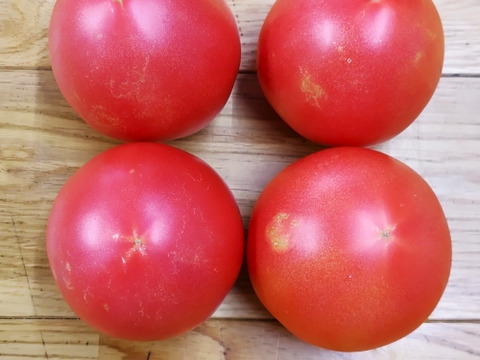 《クール便》 夏の王様トマト🍅赤熟もぎりの【麗月】８〜９玉詰め！＋ 朝もぎキュウリ🥒３本 ６０size箱 約１.６キロ （訳あり）小玉🍅１玉増量♪