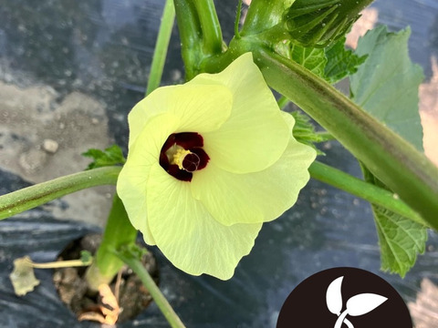 新鮮　野菜セット