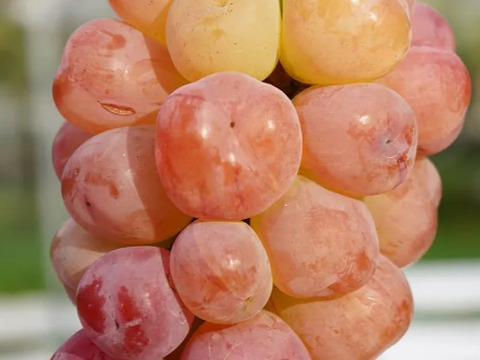 【家庭用】紅色シャイン品種の大粒ぶどう バイオレットキング800g(2~3房)