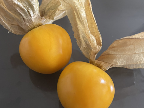 北海道産　食用ほおずき「フルーツほおずき」60個入り