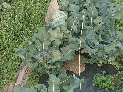 ブロッコリー　3～4玉　1kg前後【農薬不使用】　露地栽培