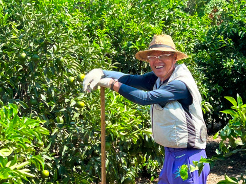 【予約】【訳ｱﾘ M-2Ｌｻｲｽﾞ 混載はるみ】🍊高糖度 果肉プリプリ♪甘みと香り豊かな はるみ７kg【数量限定／果汁じゅわっ】短い旬に楽しむ特別柑橘！