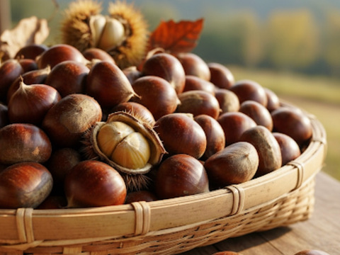 リピーター多数！旨味しっかり！朝採れ『熊本県産和栗』2Kg 丹波