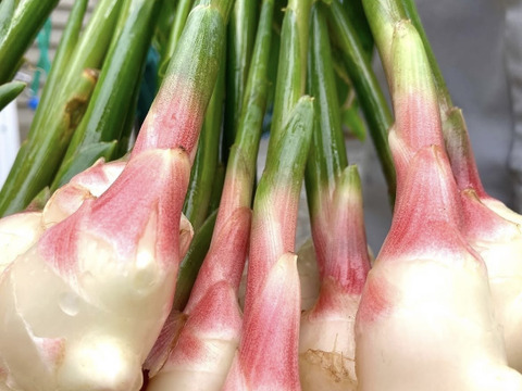 ごんげん畑 朝採れ直送新生姜 1キロ：高知県産のその他薬味・スパイス