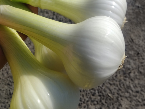 淡路島産 自然栽培「葉付き玉ねぎ」(約10本)【2020年度オーガニックエコフェスタたまねぎ部門最優秀受賞／期間限定／不揃い】