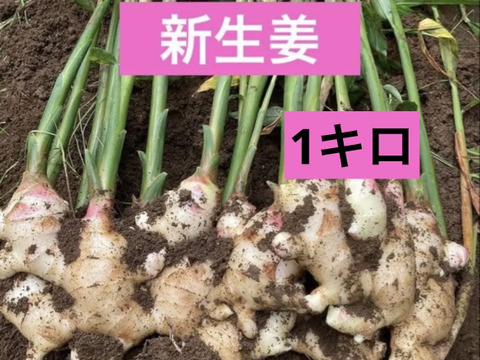ごんげん畑 朝採れ直送新生姜 1キロ：高知県産のその他薬味・スパイス