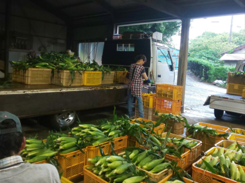 濃厚な甘みの🌽先端カット５本