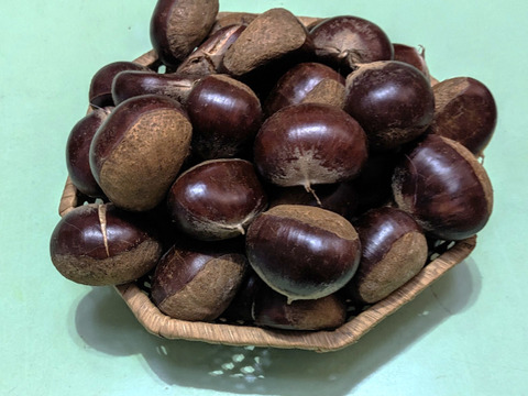 数量限定！ブランド笠間の栗 800ｇ　ビックな旨い栗をお届けします