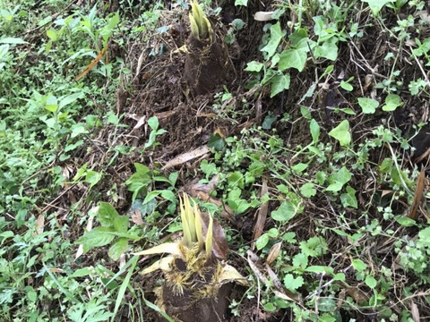 新鮮！　朝採り旬のタケノコ　３ｋｇ（２本～３本）