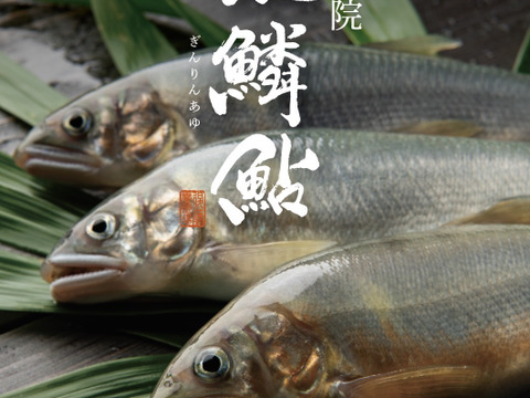 湯布院　銀鱗鮎　名水育ち　生鮎５００ｇ～６００ｇ（５～６匹）