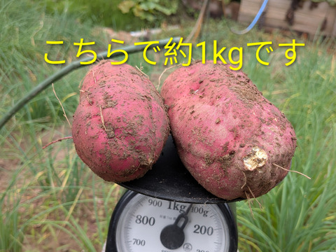 さつまいも5キロ さつまいも5kg ☆１枚目の写真が約1kgなので✕5☆掘りたて☆農薬、化学肥料、除草剤不使用☆