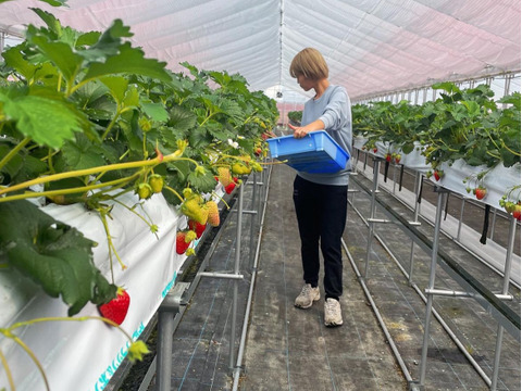 【お歳暮・ギフト用】奈良ブランド「古都華」L（18粒）×２　平均糖度１５度　いちご