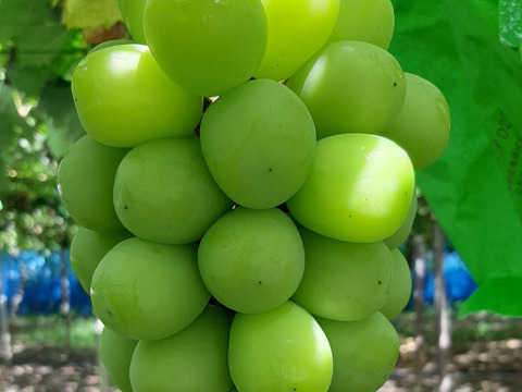 【高品質】温室ハウス栽培　シャインマスカット　1.2Kg以上（2房入）