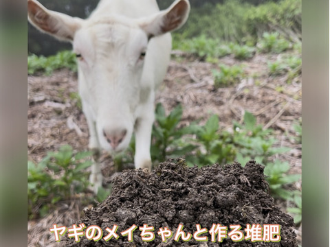 【先行予約】【 贈答用 】朝採れ　パリッと食感の高糖度タネ無しシャインマスカット！　500g〜600g 1房　/静岡市 Mando Farm 直送　9月中旬〜10月発送