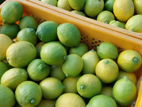 段々畑のレモン【希少な国産】 3.3kg（箱込）