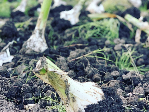 まるでフルーツ！超あま〜いジューシー黒にんにく ＜5０0g＞