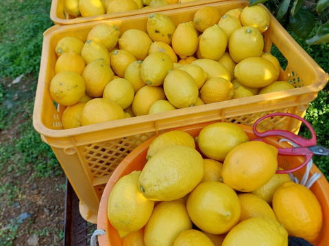 ちびレモン【超訳あり】5kg（箱込）