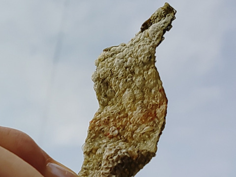 サーモン皮チップス２０g×４点セット（塩コショウ味 塩レモン味 バター醤油味 ガーリック味 ）