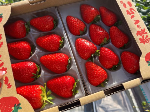 【お歳暮・ギフト用】奈良ブランド「古都華」L（18粒）×２　平均糖度１５度　いちご