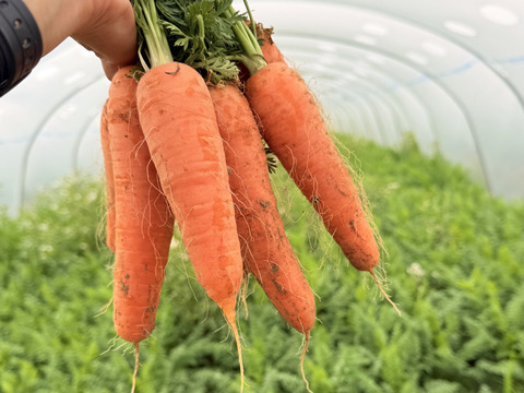 徳島県の春にんじん！（ご家庭用・３kg 約20本前後）