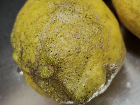 果汁4kg【果汁用】【訳あり】【完熟】【栽培期間中農薬不使用】大崎上島レモン4㎏