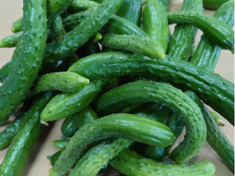 【レアなチビきゅうり】２kg　 農家さんだけが知っているおいしいきゅうり！！