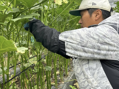 朝採れ直送】カカオ肥料で大切に育てた！いまむら農園の自慢のオクラ