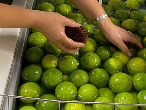 【収穫当日出荷！】激辛！青唐辛子 栽培期間中農薬不使用 1kg