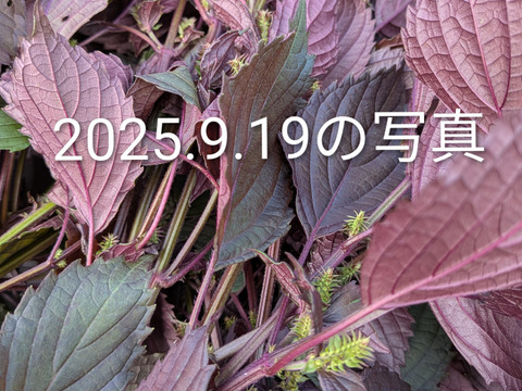 赤紫蘇 茎付きの葉５本以上 赤しそ 赤じそ（約25cm）☆農薬除草剤等不使用🏣ゆうパック◆グラムは実際のグラムでないので本数でお選びください◆※常温発送